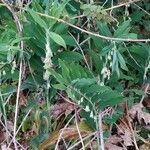 Polygonatum multiflorum leaf picture by Lucie Bobet (cc-by-sa)