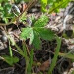 Potentilla gracilis leaf picture by Eylisia (cc-by-sa)