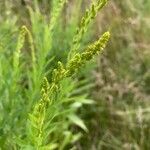 Solidago altissima flower picture by Janice Arthurson (cc-by-sa)