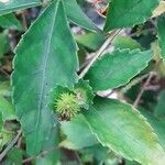 Acalypha siamensis fruit picture by pratiwir pratiwir (cc-by-sa)