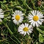 Bellis perennis flower picture by Sabina Hartmann (cc-by-sa)