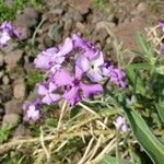 Matthiola maderensis flower picture by John Lööf Green (cc-by-sa)