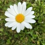 Leucanthemum vulgare fruit picture by Gabriella Mampreso (cc-by-sa)