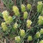 Sideritis hyssopifolia habit picture by Klaas Everards (cc-by-sa)