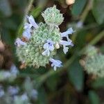 Salvia mellifera flower picture by Johnny Poppyseed (cc-by-sa)