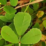 Trigonella graeca leaf picture by dimitris log (cc-by-sa)