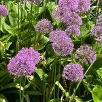 Allium aflatunense flower picture by Graham Walker (cc-by-sa)