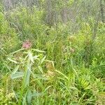 Asclepias incarnata habit picture by PT (cc-by-sa)