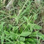 Silene dichotoma habit picture by doune34160 (cc-by-sa)