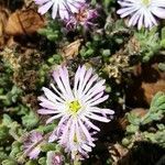 Drosanthemum floribundum flower picture by Nikita Ikon (cc-by-sa)