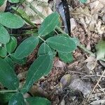 Arachis hypogaea leaf picture by Rafael Loureiro De Miranda Pinto Rafael (cc-by-sa)