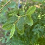 Vaccinium membranaceum leaf picture by mathias (cc-by-sa)