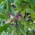 Myoporum laetum fruit picture by Varvasini Laureano (cc-by-sa)