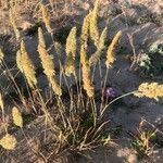 Rostraria cristata habit picture by Diego Alex (cc-by-sa)