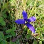 Gentianopsis ciliata flower picture by _atomixs_ (cc-by-sa)