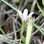 Wahlenbergia linarioides flower picture by Trap Hers (cc-by-sa)