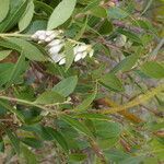 Vaccinium consanguineum flower picture by Nelson Zamora Villalobos (cc-by-nc)