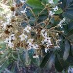 Cossinia pinnata flower picture by yoshi mitsu (cc-by-sa)