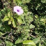 Ipomoea cairica habit picture by Sylvain Piry (cc-by-sa)