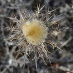 Carlina lanata fruit picture by John Walsh (cc-by-sa)