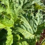 Rheum palmatum leaf picture by Jonathan Hobbs (cc-by-sa)