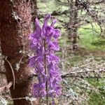 Aconitum septentrionale flower picture by tof_2 (cc-by-sa)