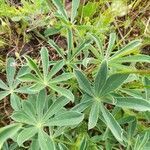 Lupinus albus leaf picture by Carlos Junior (cc-by-sa)