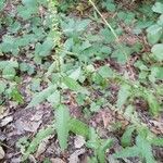 Rumex sanguineus habit picture by Philippe Levarlet (cc-by-sa)