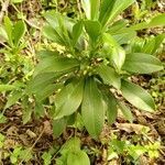 Daphne laureola habit picture by Fero Looxi (cc-by-sa)