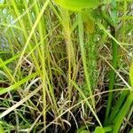 Carex muskingumensis habit picture by Ann Ghesquiere (cc-by-sa)