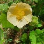 Abutilon grandiflorum flower picture by susan brown (cc-by-sa)