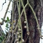 Rhipsalis baccifera fruit picture by Trap Hers (cc-by-sa)