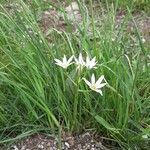 Ornithogalum divergens flower picture by Yves Boncompagni (cc-by-sa)