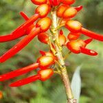 Erythrina globocalyx flower picture by Nelson Zamora Villalobos (cc-by-nc)