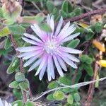 Drosanthemum lique flower picture by Maarten Vanhove (cc-by-sa)