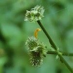 Sanicula europaea fruit picture by Thomas Andreef (cc-by-sa)