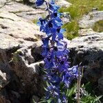 Delphinium dubium flower picture by Jean-loup Deval (cc-by-sa)