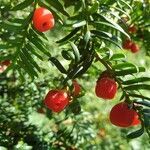 Taxus baccata fruit picture by Matt P. Walser (cc-by-sa)