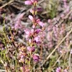 Erica whyteana flower picture by susan brown (cc-by-sa)