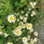 Erigeron annuus leaf picture by Goran Markovic (cc-by-sa)