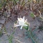 Pancratium maritimum flower picture by yamik0 (cc-by-sa)