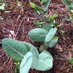 Asclepias humistrata habit picture by Tim Rutland (cc-by-sa)