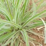 Plantago patagonica leaf picture by Trap Hers (cc-by-sa)