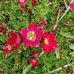 Saxifraga rosacea flower picture by Nathan Bouly (cc-by-sa)