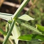 Lathyrus tingitanus leaf picture by Monteiro Henrique (cc-by-sa)