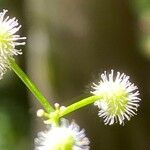 Galium odoratum fruit picture by Francois Mansour (cc-by-sa)