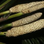 Monstera adansonii fruit picture by Nelson Zamora Villalobos (cc-by-nc)