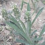 Plantago bellardii habit picture by Emmanuel Cosson (cc-by-sa)