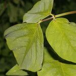 Desmodium distortum leaf picture by Nelson Zamora Villalobos (cc-by-nc)