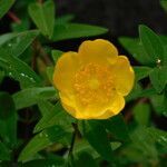 Hypericum patulum flower picture by Torres Martínez (cc-by-sa)